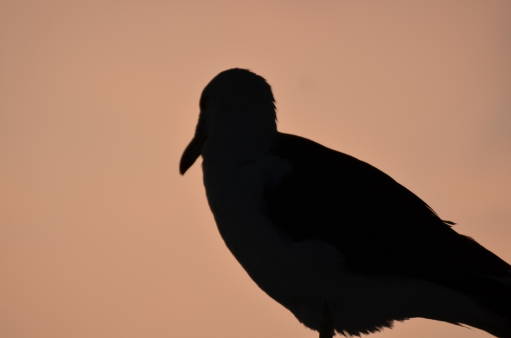 ウミネコ