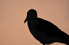 ウミネコ