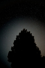 星と木