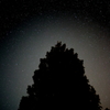星と木
