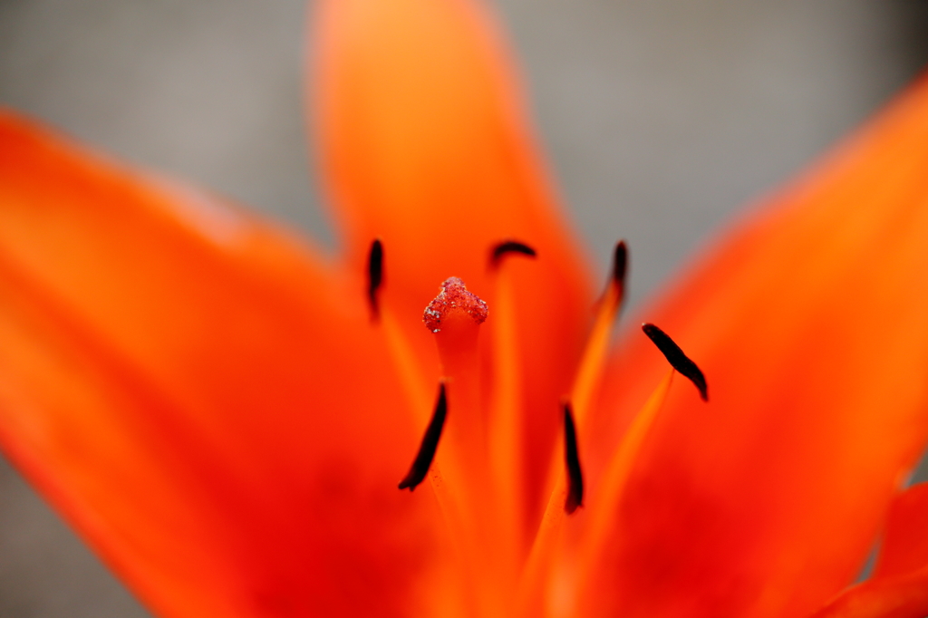 _MG_0417.JPG