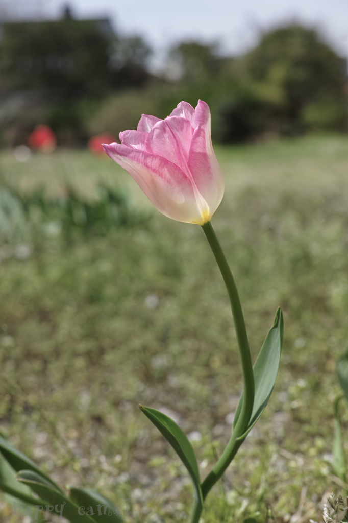 Tulips bloom in spring