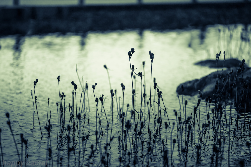 grass in the pond