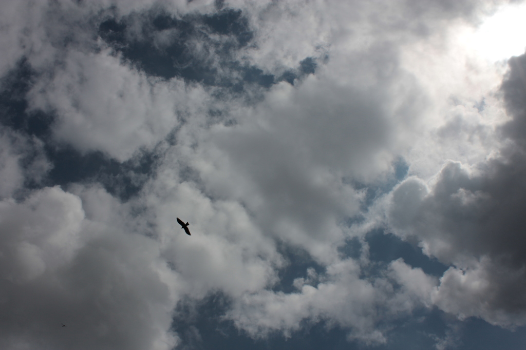 空ととんび(2)