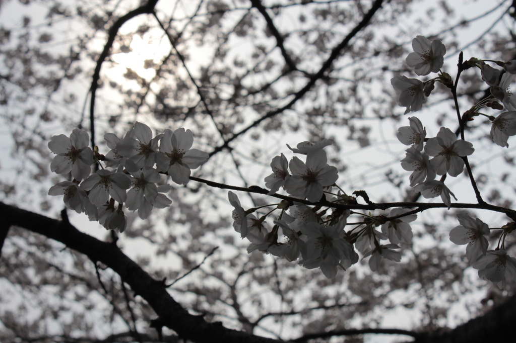 淡い桜