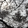 淡い桜