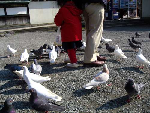 鳩と親子