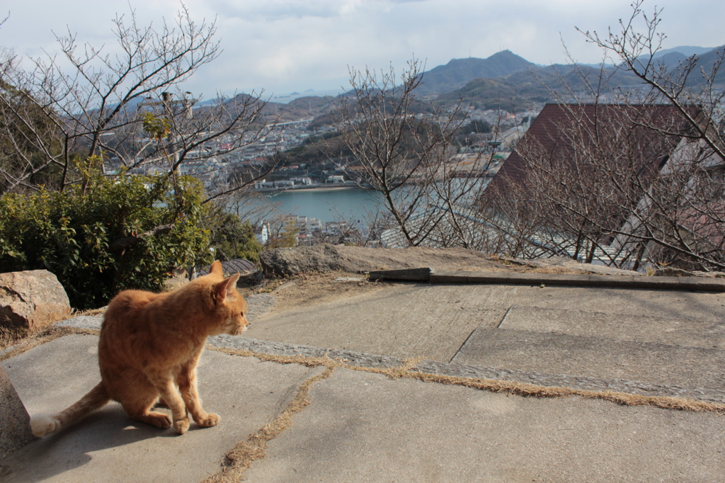 尾道_猫