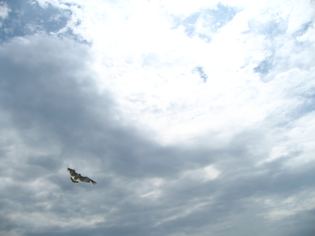 空と鳥