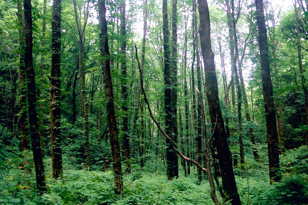 白神山地_山中