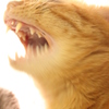 茶トラ猫　あくび怪獣