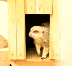 和歌山城　動物園　ミーアキャット