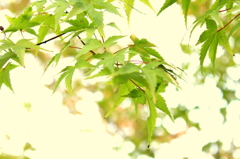 和歌山城　緑の紅葉
