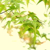 和歌山城　緑の紅葉