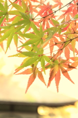 和歌山城　紅葉　もみじ　