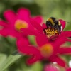 花に夢中