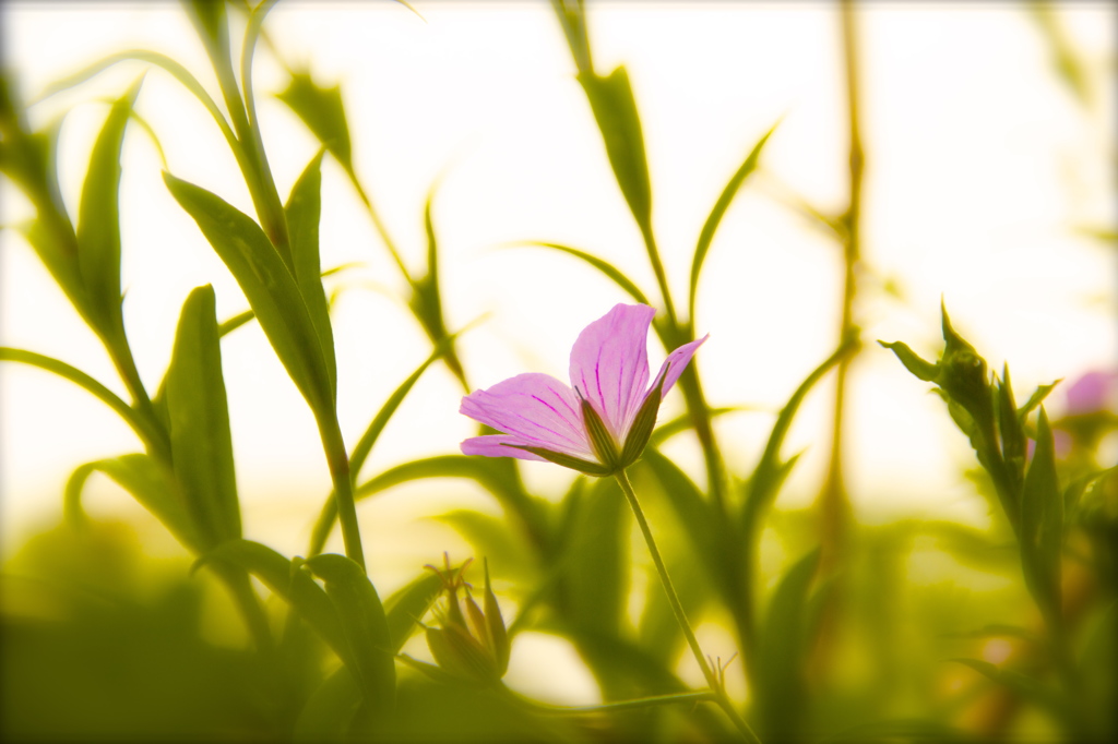 一輪の花