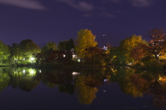 夜の紅葉