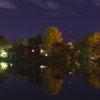 夜の紅葉