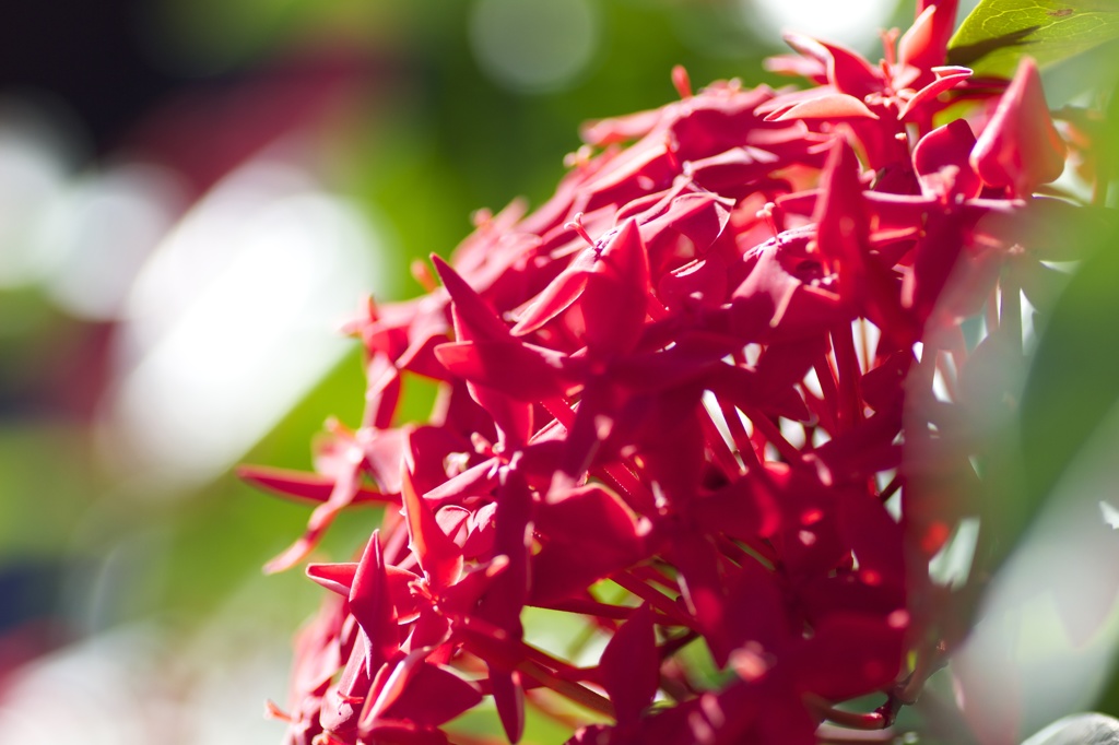 花