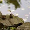 遊んでました。