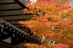 旅館での紅葉