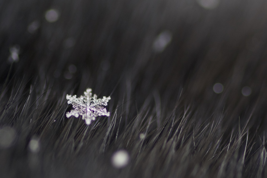 雪の結晶