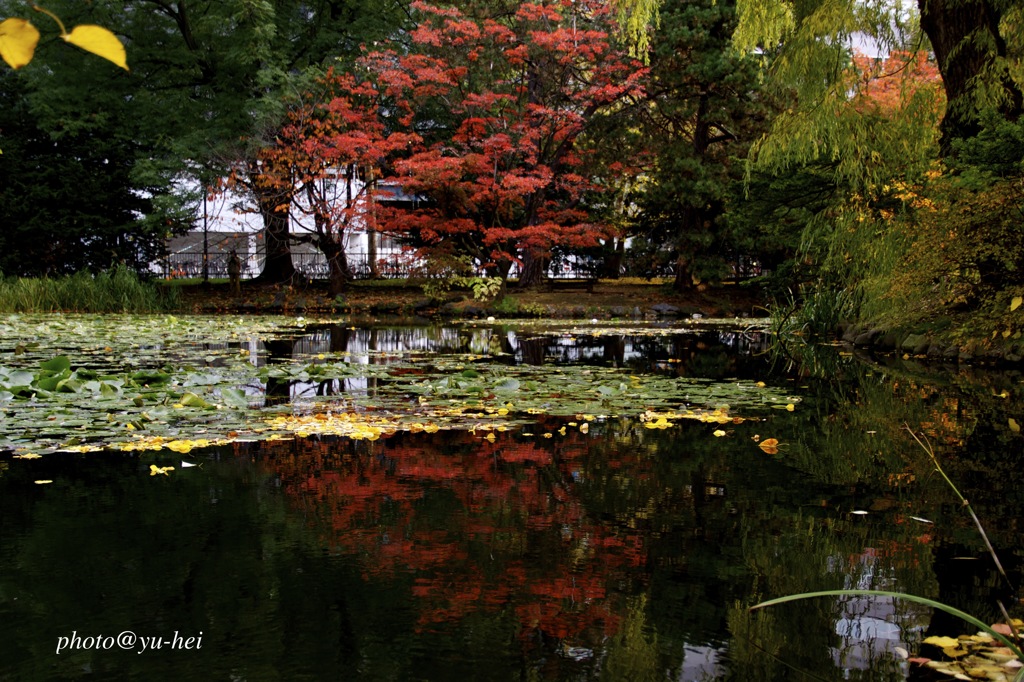 札幌の紅葉３