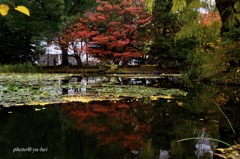 札幌の紅葉３