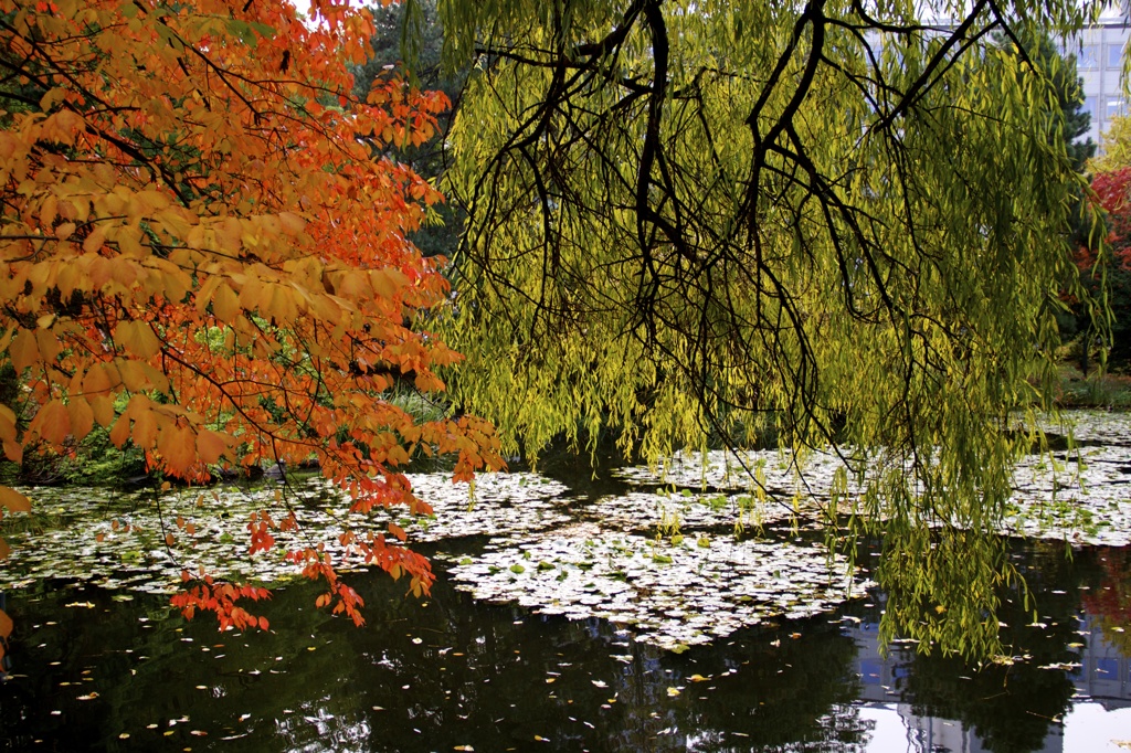 緑と紅葉