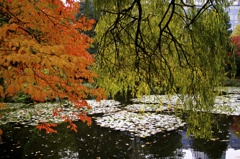 緑と紅葉