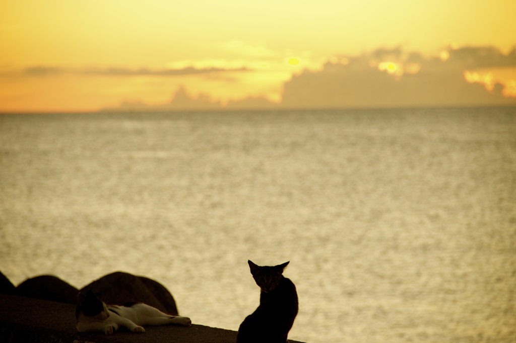 海を眺める猫
