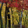 紅葉とベンチ