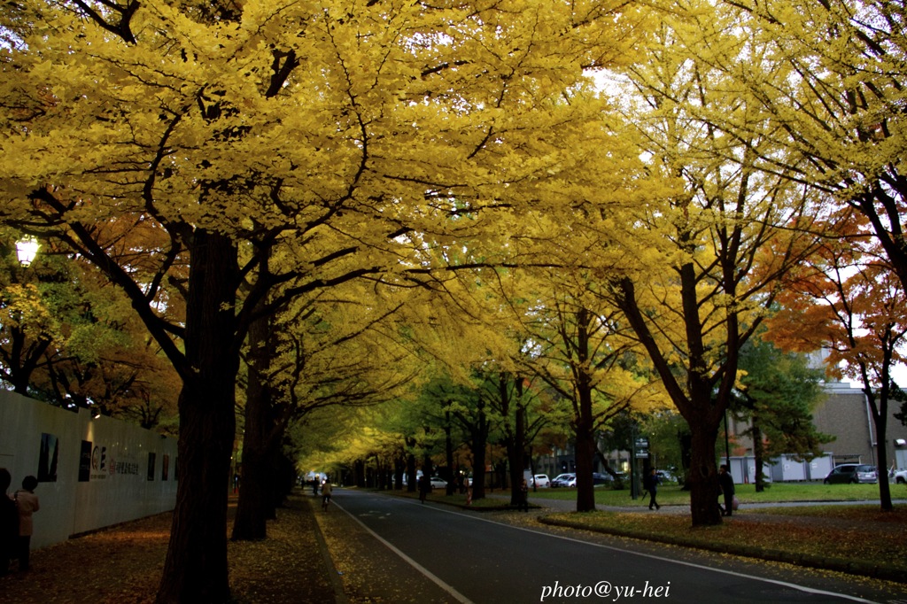 北海道大学
