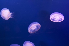 クラゲ
