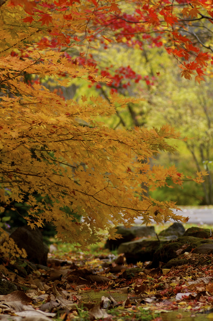 紅葉の朝