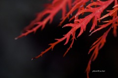 夜紅秋