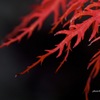 夜紅秋