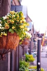 flower basket