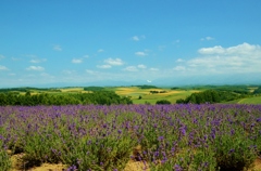紫に映えるラベンダーの先には…