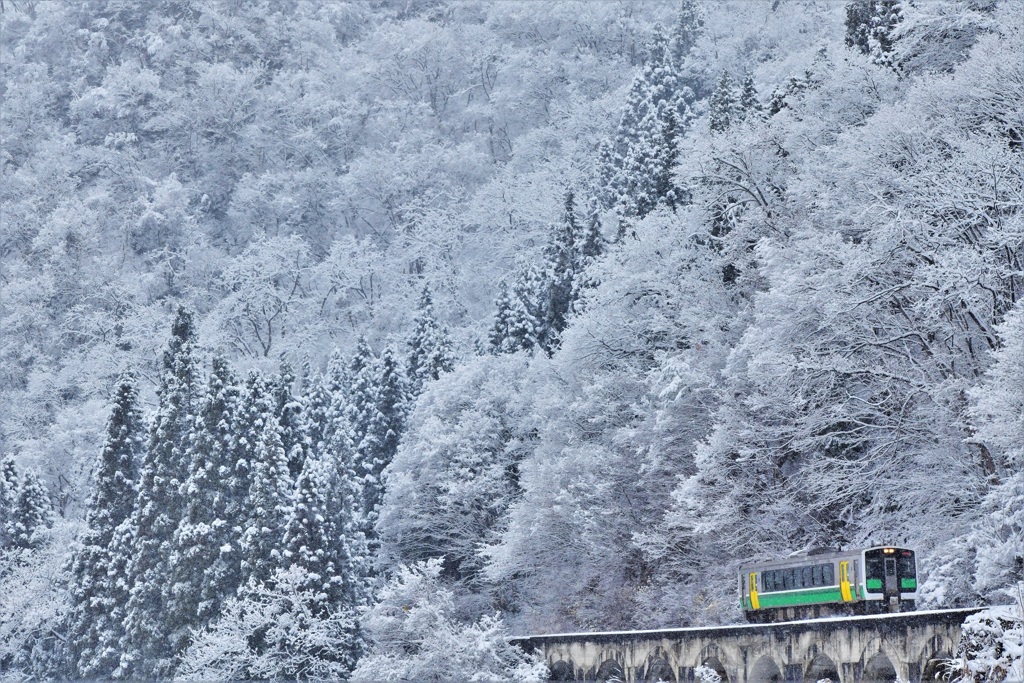 樹木着雪×単行列車の美