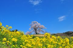 塩ノ崎の大桜