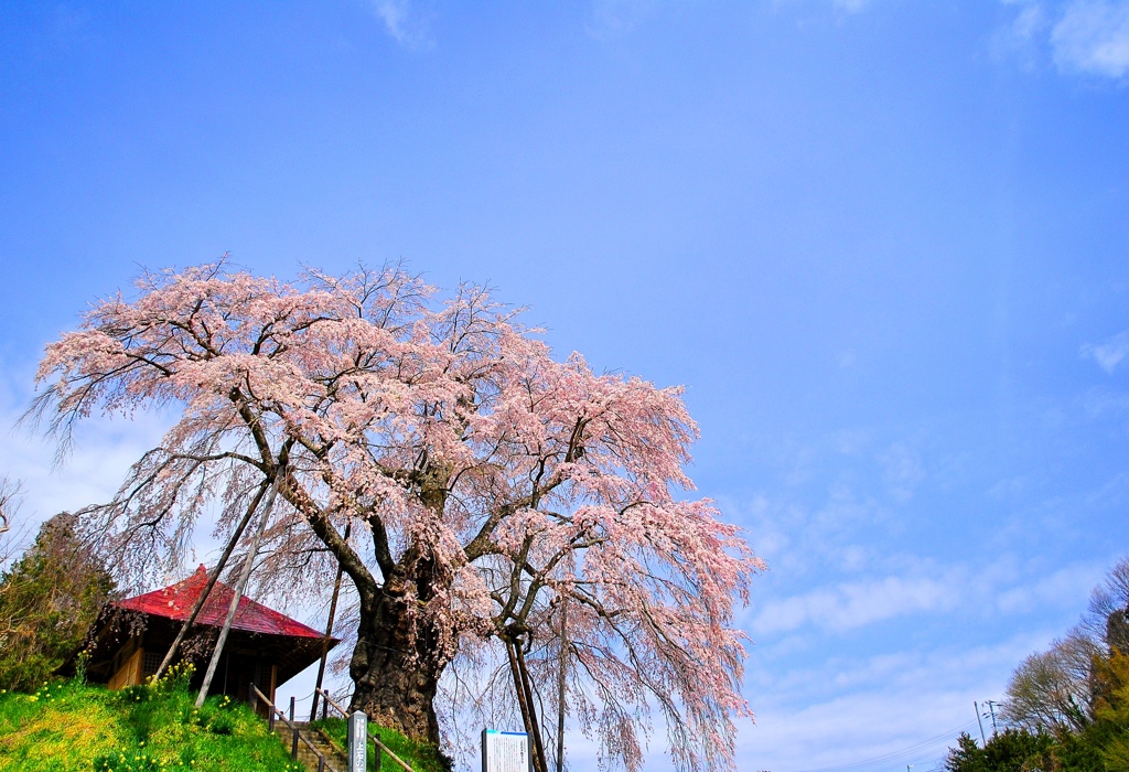 一番会いたい桜