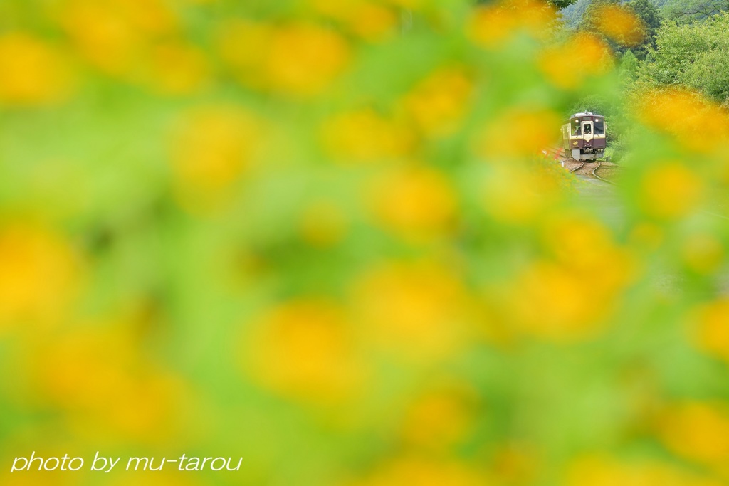 幸福の黄色いお花