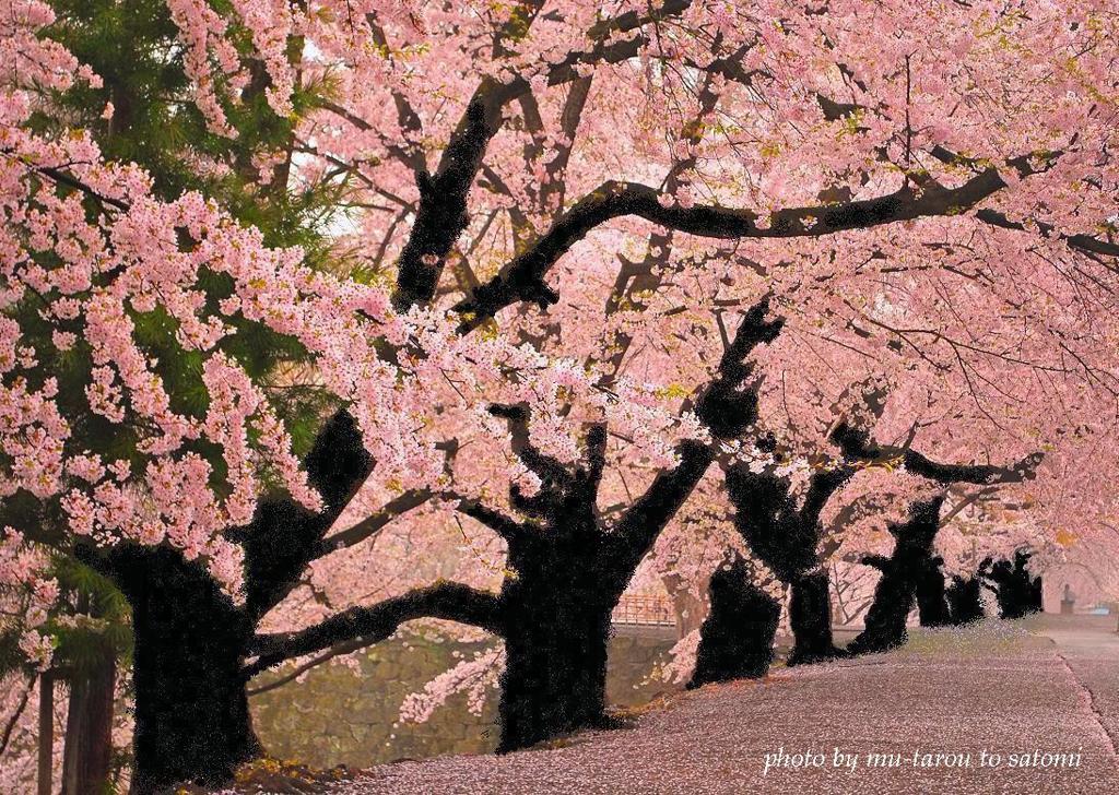 雨の日の桜は切なくて…。