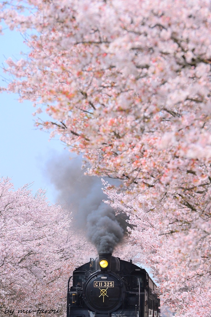 サクラ咲く