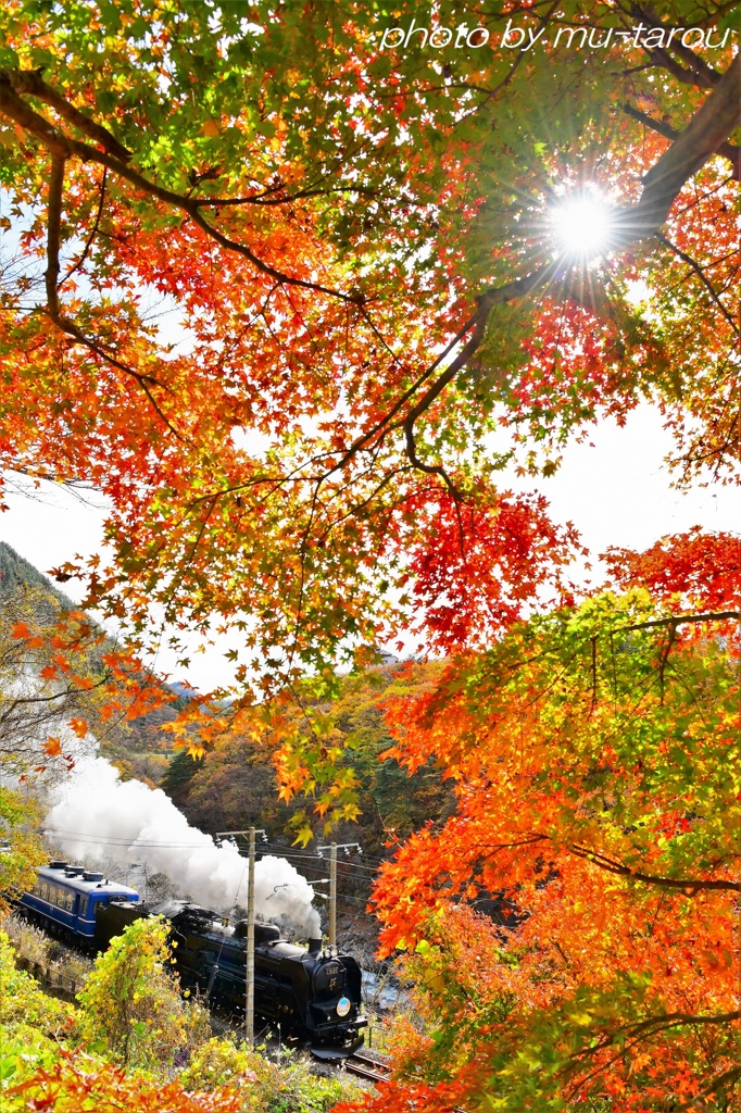 蒸機ともみじと太陽と