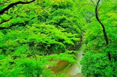 雨の、荒川金蔵落しの渓流