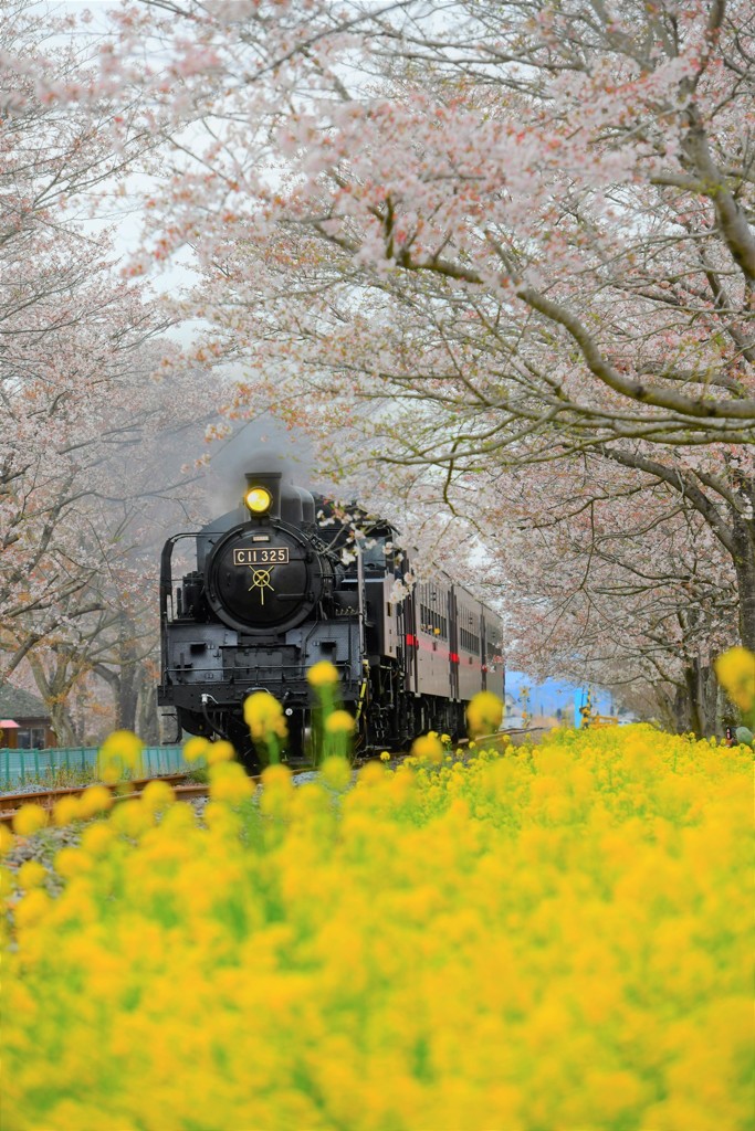 来年こそ・・・