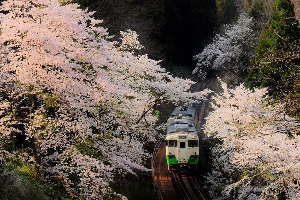 帰らぬ春